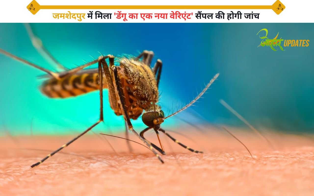 जमशेदपुर में मिला 'डेंगू का एक नया वेरिएंट' सैंपल की होगी जांच