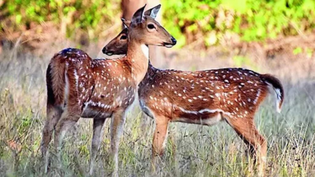 250 हिरण बिरसा मुंडा जैविक उद्यान से पीटीआर में शिफ्ट किए जाएंगे