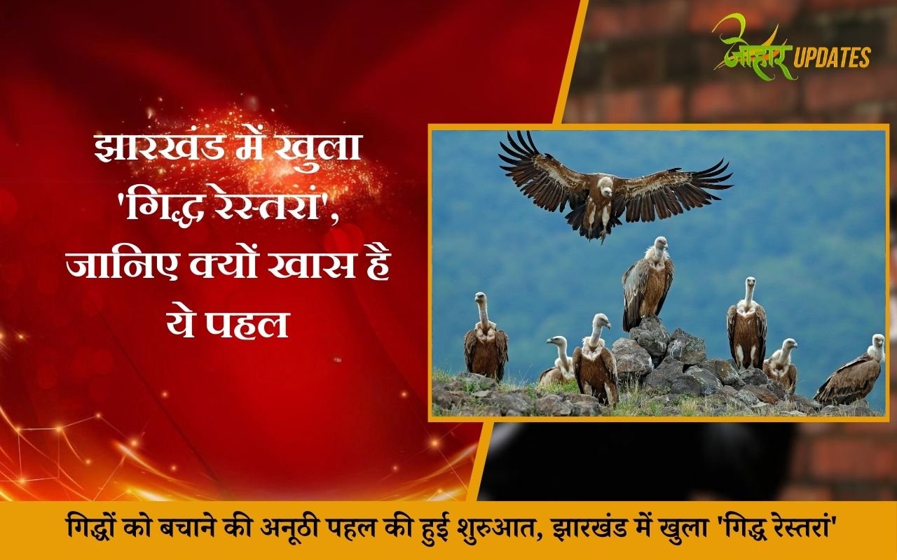 गिद्धों को बचाने की अनूठी पहल की हुई शुरुआत, झारखंड में खुला 'गिद्ध रेस्तरां'