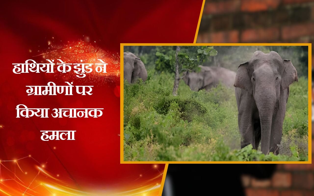 _ जंगल में सूखी लकड़ी इकट्ठा कर रहे ग्रामीणों ने हाथियों से बचाई अपनी जान